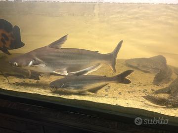 Pesce pangasius sutchi