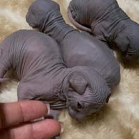Gatti Sphynx