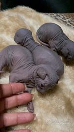 Gatti Sphynx