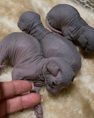 Gatti Sphynx