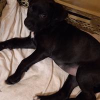 Femmina amstaff corso