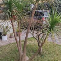 Pianta Beaucarnea - Mangia fumo