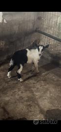 Disponibile capretto tibetana