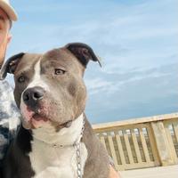 Pitbull terrier bluenose con pedigree