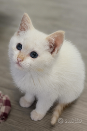 Gattini siamesi red point