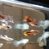30 Pesci guppy, endler e avannotti