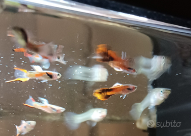 30 Pesci guppy, endler e avannotti