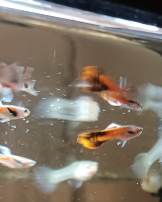 30 Pesci guppy, endler e avannotti