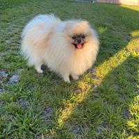Volpino di Pomerania disponibile per monta