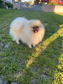 Volpino di Pomerania disponibile per monta