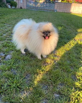 Volpino di Pomerania disponibile per monta