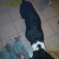 Femmina cane da fare accopiare