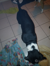 Femmina cane da fare accopiare