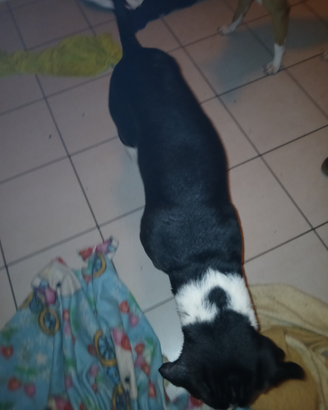Femmina cane da fare accopiare