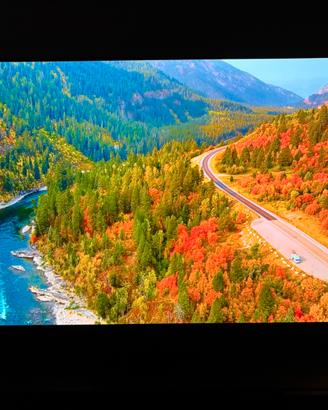 Panasonic LZ1500E - OLED - 55”