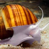 Ampullarie e piante acquario