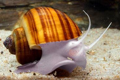 Ampullarie e piante acquario