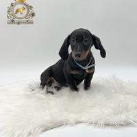 Esclusivi Bassottini Black