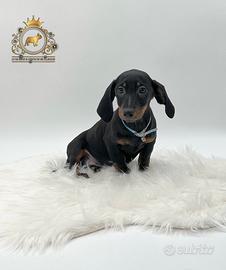 Esclusivi Bassottini Black
