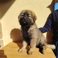 Cuccioli mix pastore caucaso x tedesco