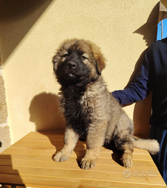 Cuccioli mix pastore caucaso x tedesco