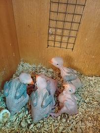 Parrocchetto dal collare