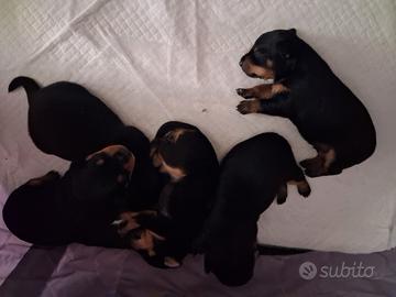 Cani pinscher