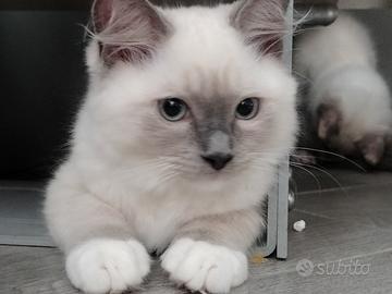 cucciolo ragdoll