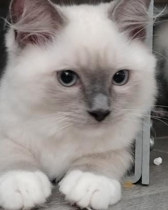 cucciolo ragdoll