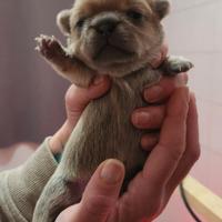 Femminuccia chihuahua con pedigree