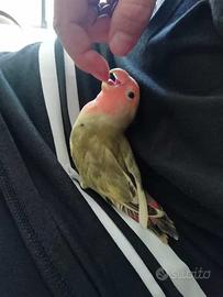 Inseparabili allevate a mano