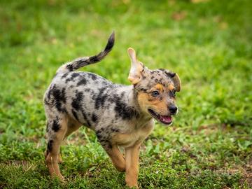 Cuccioli femmine blue merle e caramello due mesi