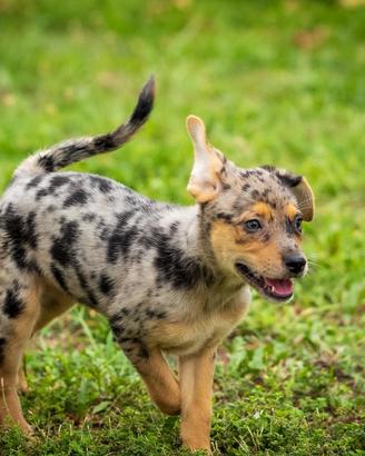 Cuccioli femmine blue merle e caramello due mesi