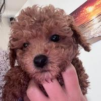 Cucciolo barboncino toy