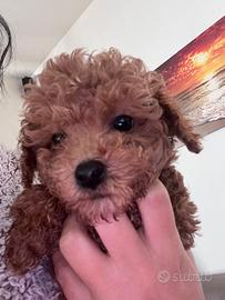 Cucciolo barboncino toy