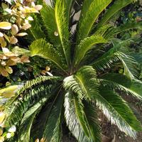 pianta cycas