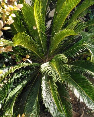 pianta cycas