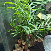 PIANTE DA INTERNO / TERRARIO + MATERIALI NATURALI