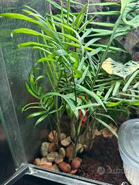 PIANTE DA INTERNO / TERRARIO + MATERIALI NATURALI