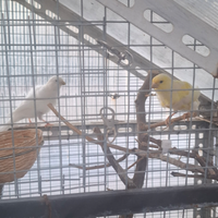 Coppia Canarini arricciati