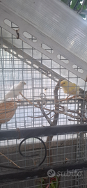 Coppia Canarini arricciati