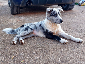 Border collie