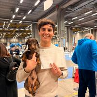 Bassotto nano da monta