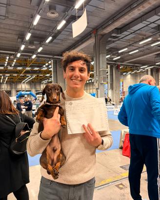 Bassotto nano da monta