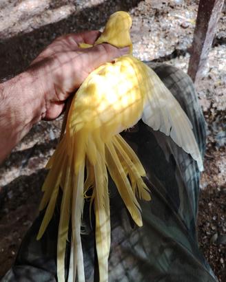 parrocchetti dal collare