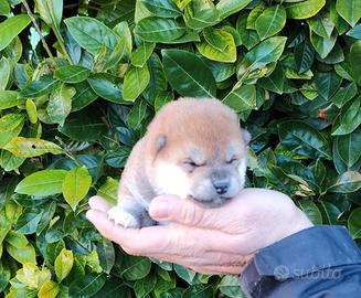 Stupendi cuccioli di Shiba