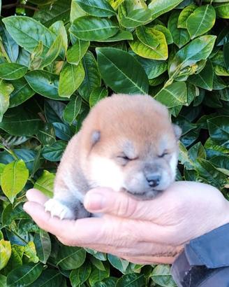 Stupendi cuccioli di Shiba