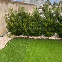 PIANTE DI SIEPE N. 50