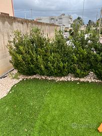 PIANTE DI SIEPE N. 50