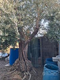 Albero Ulivo